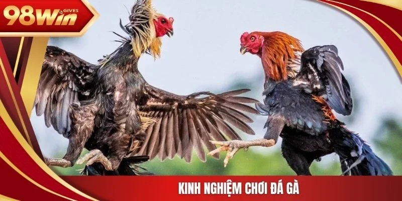 Kinh nghiệm chơi đá gà